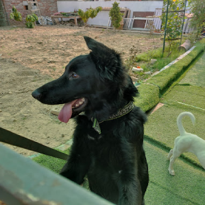 justfordogs-in-noida